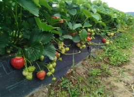 Bieszczadzkie truskawki pod osłoną. Wizyta na plantacji w Ustjanowej